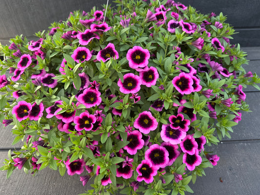 CALIBRACHOA EYECATCHER FUCHSIA - 10'' HANGING BASKET