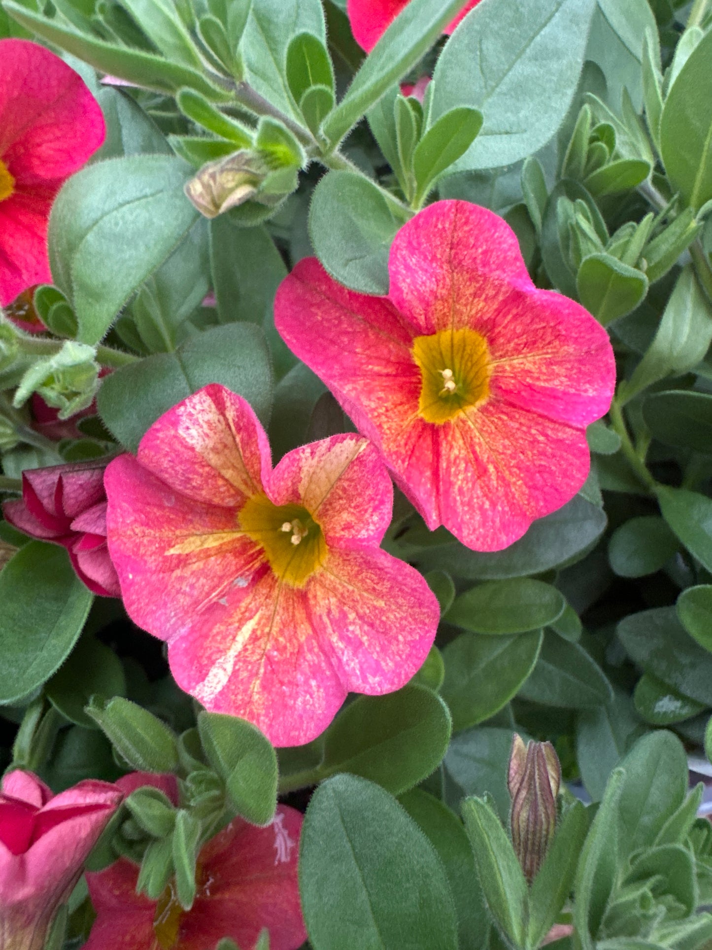 CALIBRACHOA SUPERBELLS TROPICAL SUNRISE - QUART POT