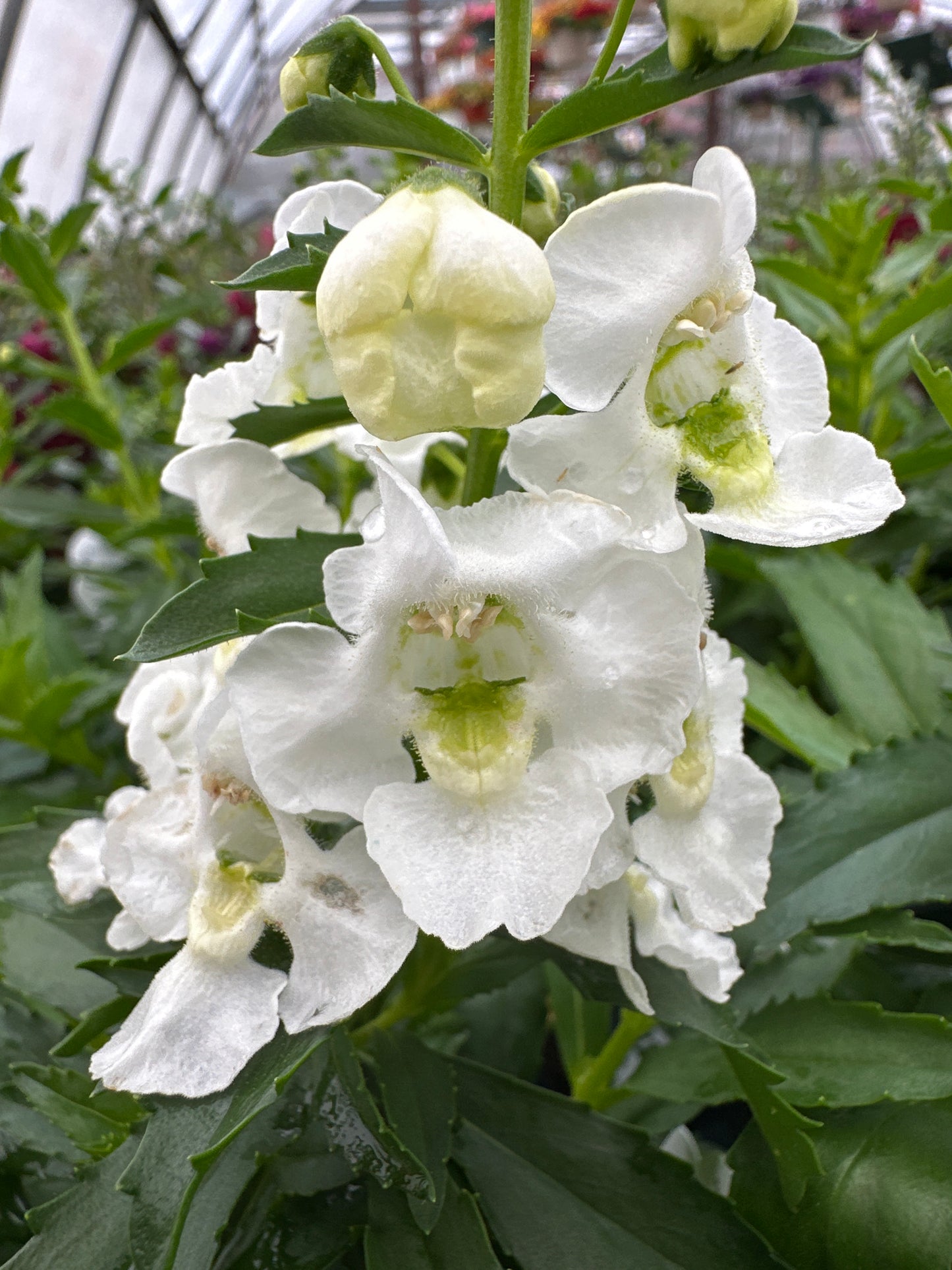 ANGELONIA ARCHANGEL WHITE - 4" POT