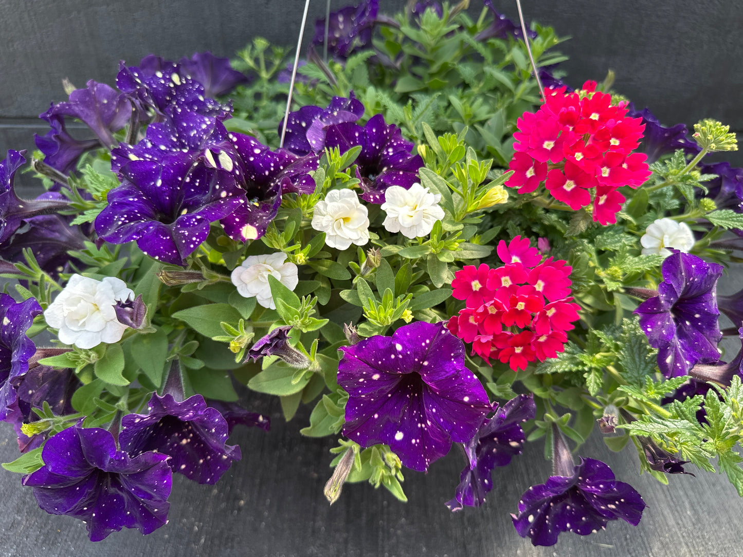 COMBO BERRY VIBES - 10'' HANGING BASKET