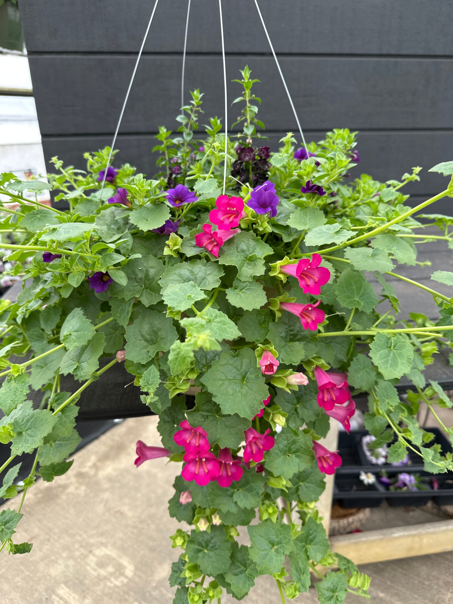 BASKET #96 - 12'' HANGING BASKET