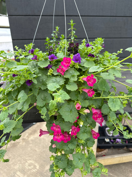 BASKET #96 - 12'' HANGING BASKET