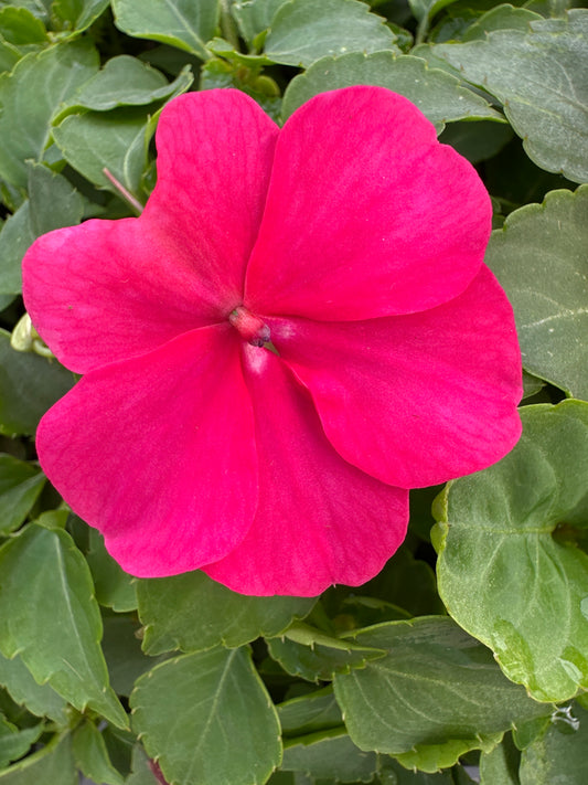 IMPATIENS BEACON LIPSTICK - FLAT OF 32 PLANTS