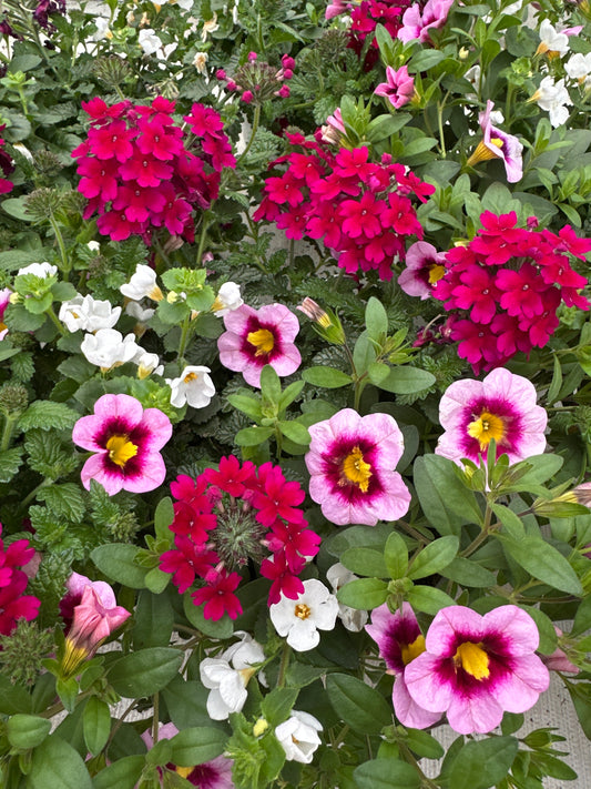 COMBO STRAWBERRY SHORTCAKE - 6" POT