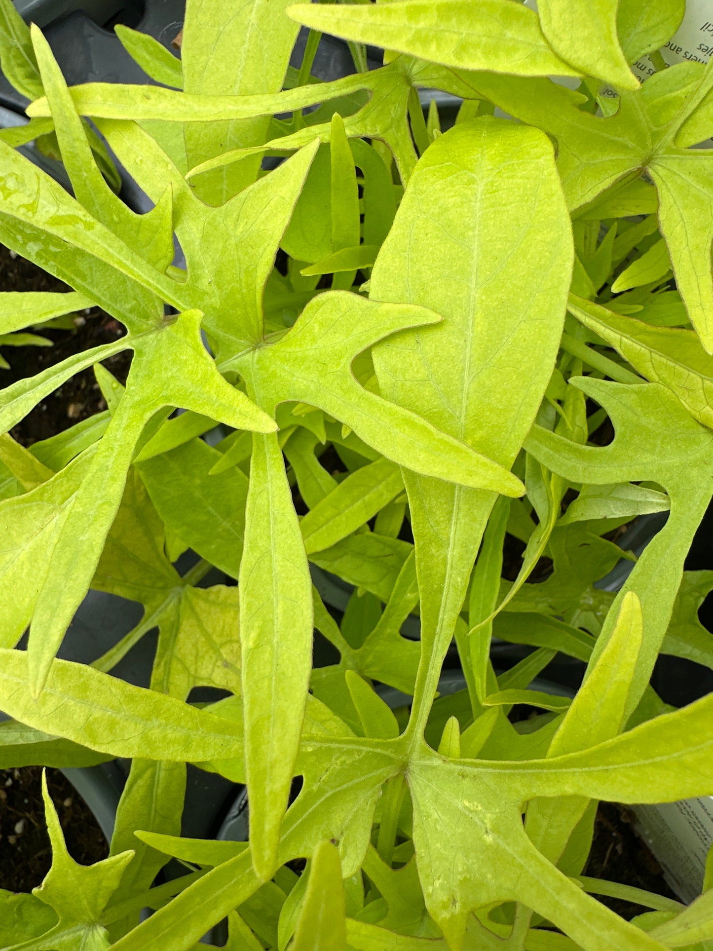 IPOMOEA SWEET POTATO ILLUSION EMERALD LACE - QUART POT