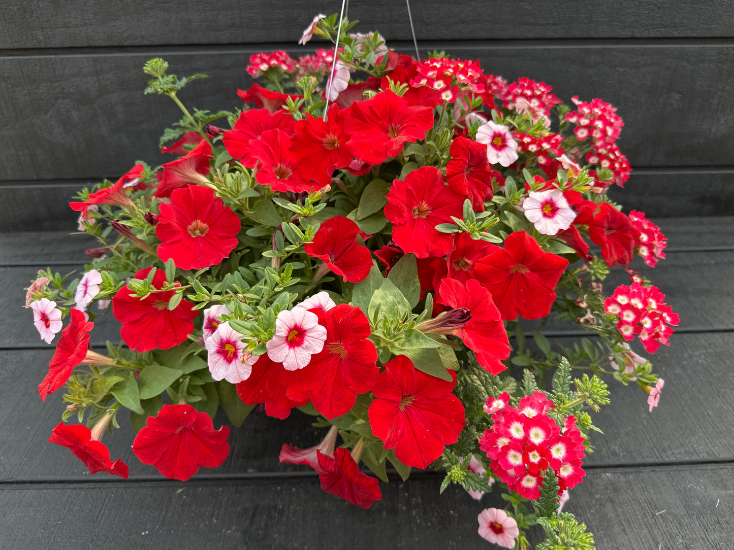 COMBO GEISHA GIRL - 10" HANGING BASKET