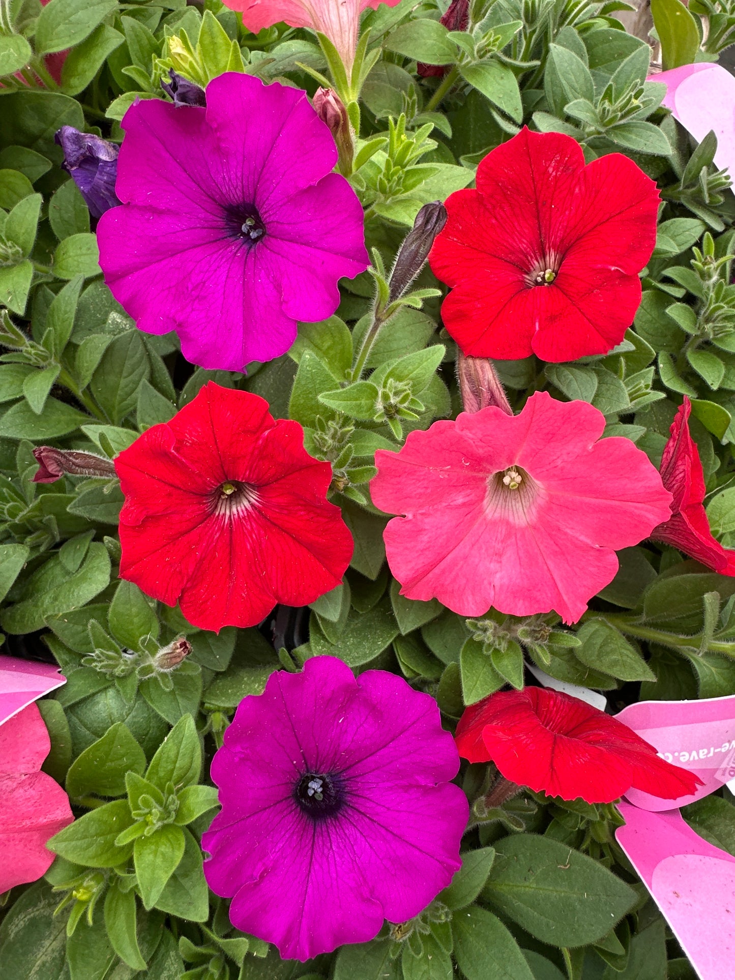 PETUNIA EASY WAVE SOUTH BEACH MIX - JUMBO 6 PACK