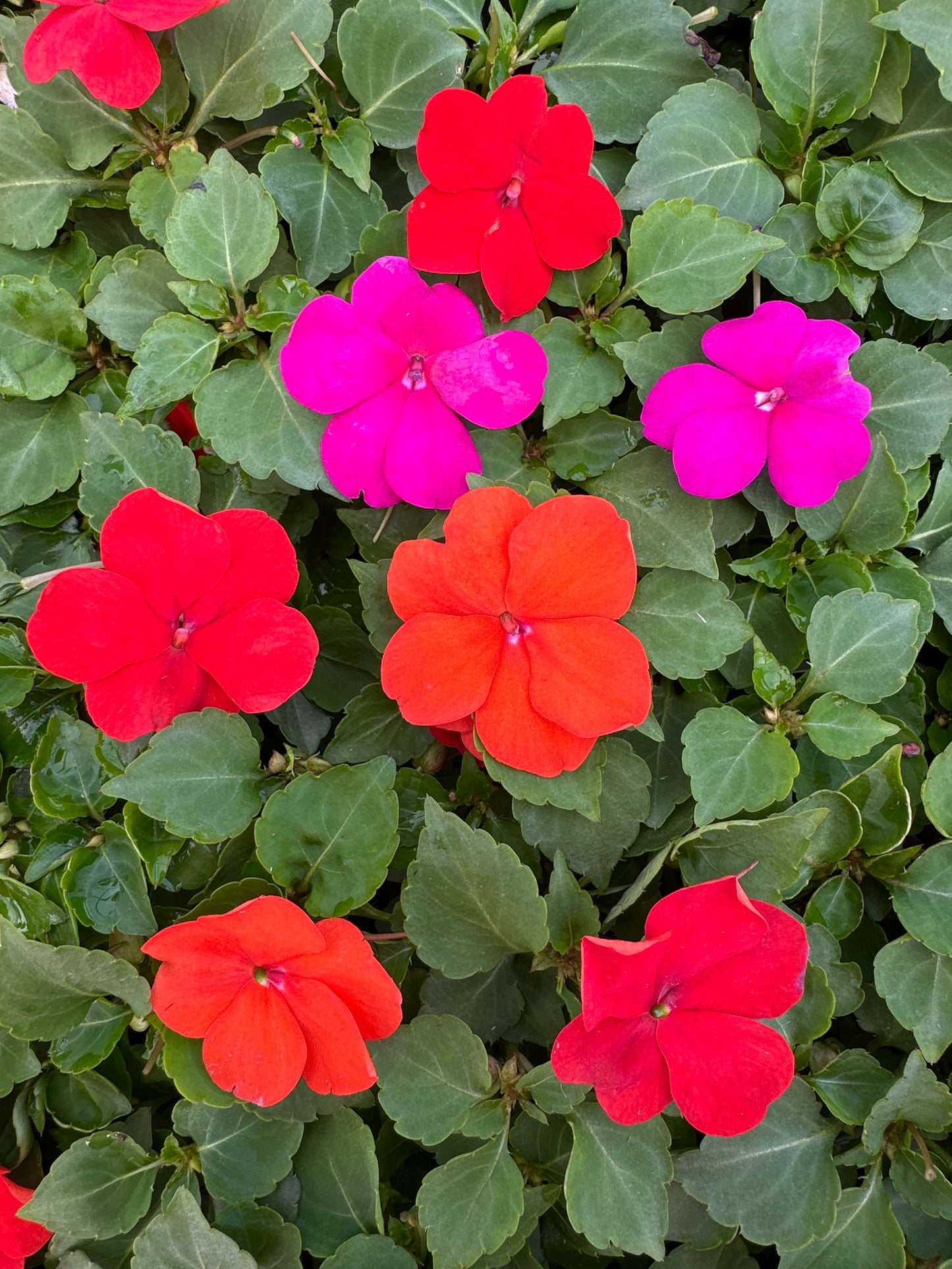 IMPATIENS BEACON SANIBEL MIX - FLAT OF 32 PLANTS