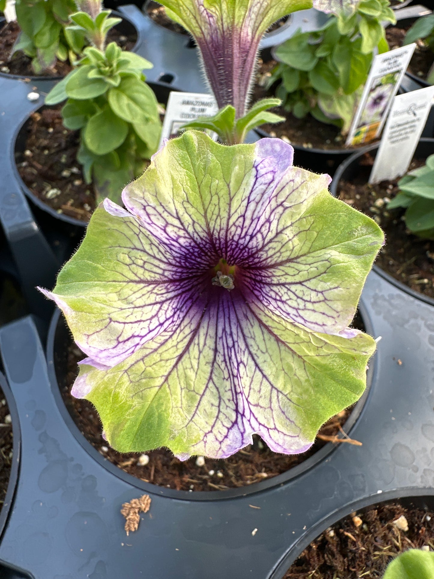 PETUNIA AMAZONAS PLUM COCKATOO - 4'' POT