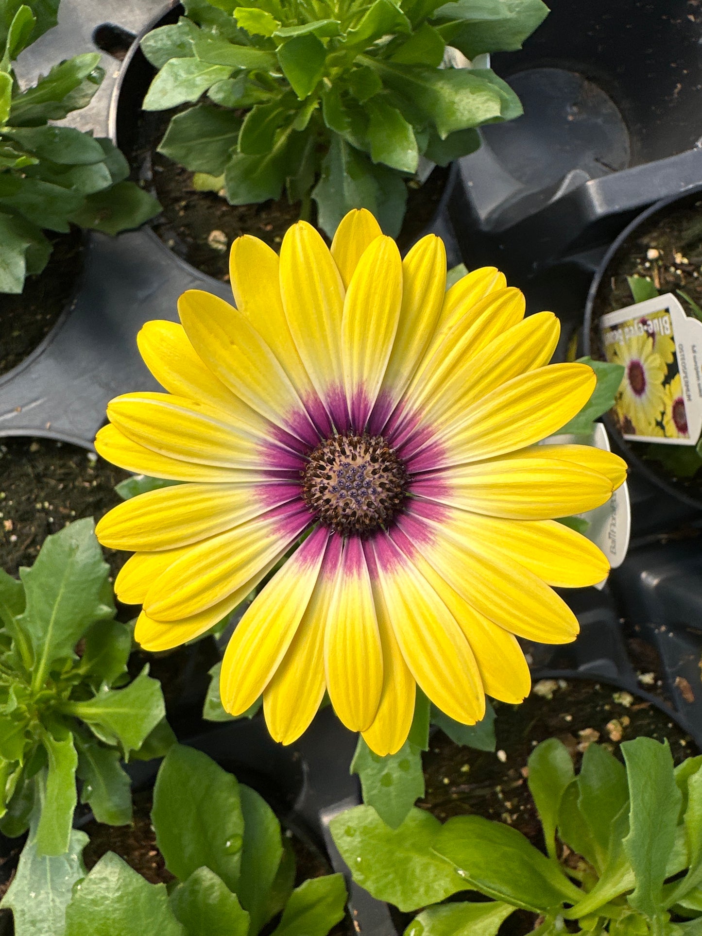 OSTEOSPERMUM BLUE EYED BEAUTY - 4'' POT