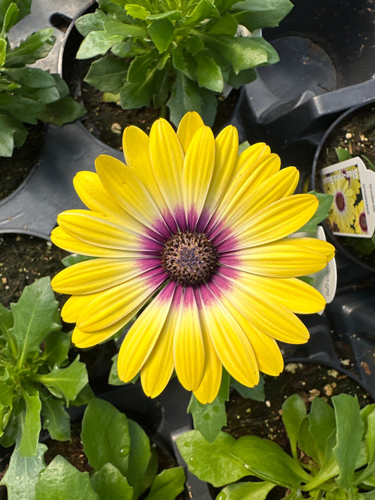 OSTEOSPERMUM BLUE EYED BEAUTY - 4'' POT