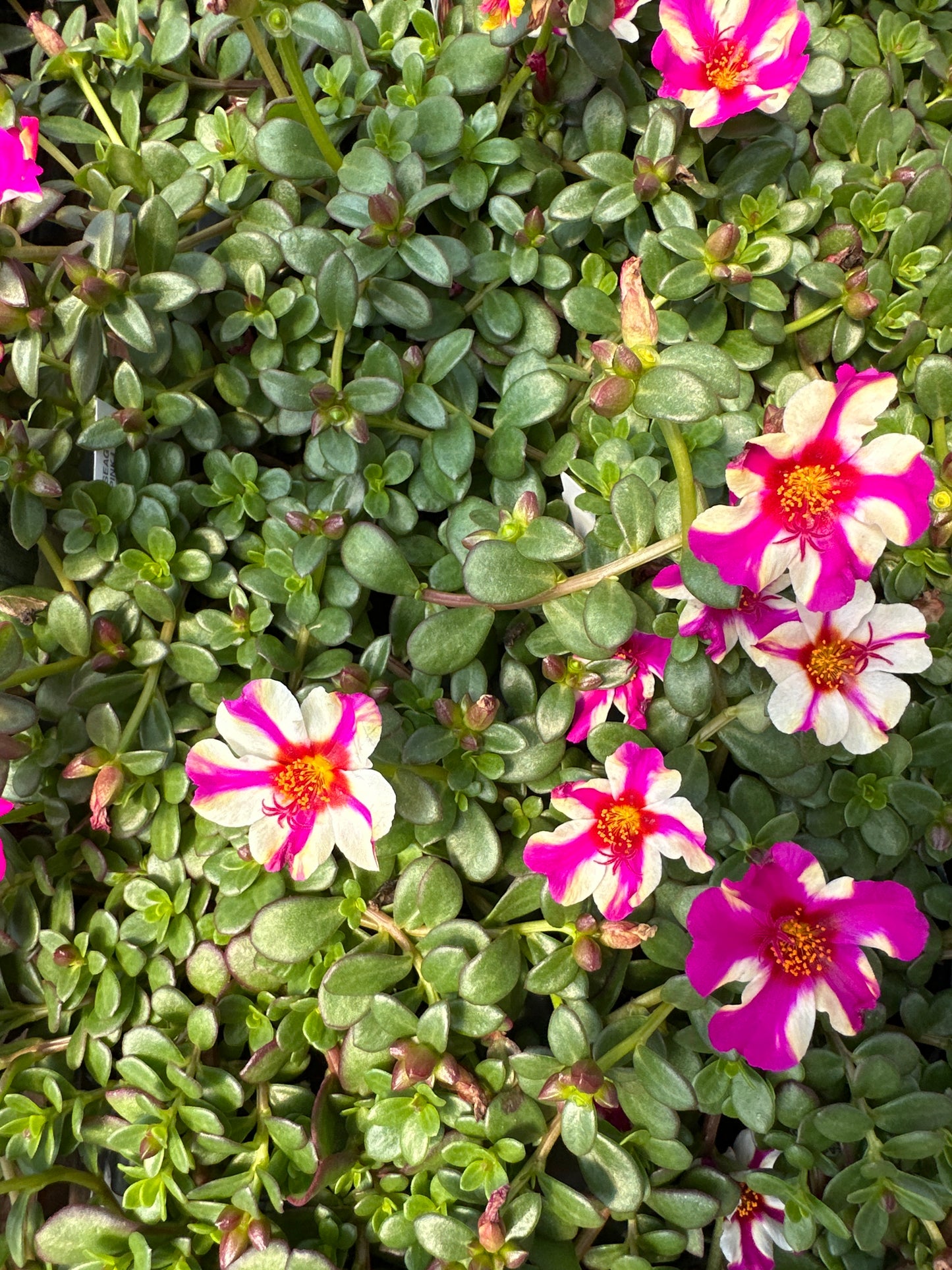 PORTULACA COLORBLAST PINK LADY - 4" POT