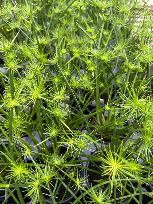 CYPERUS CROWN OF PHARAOH - QUART POT