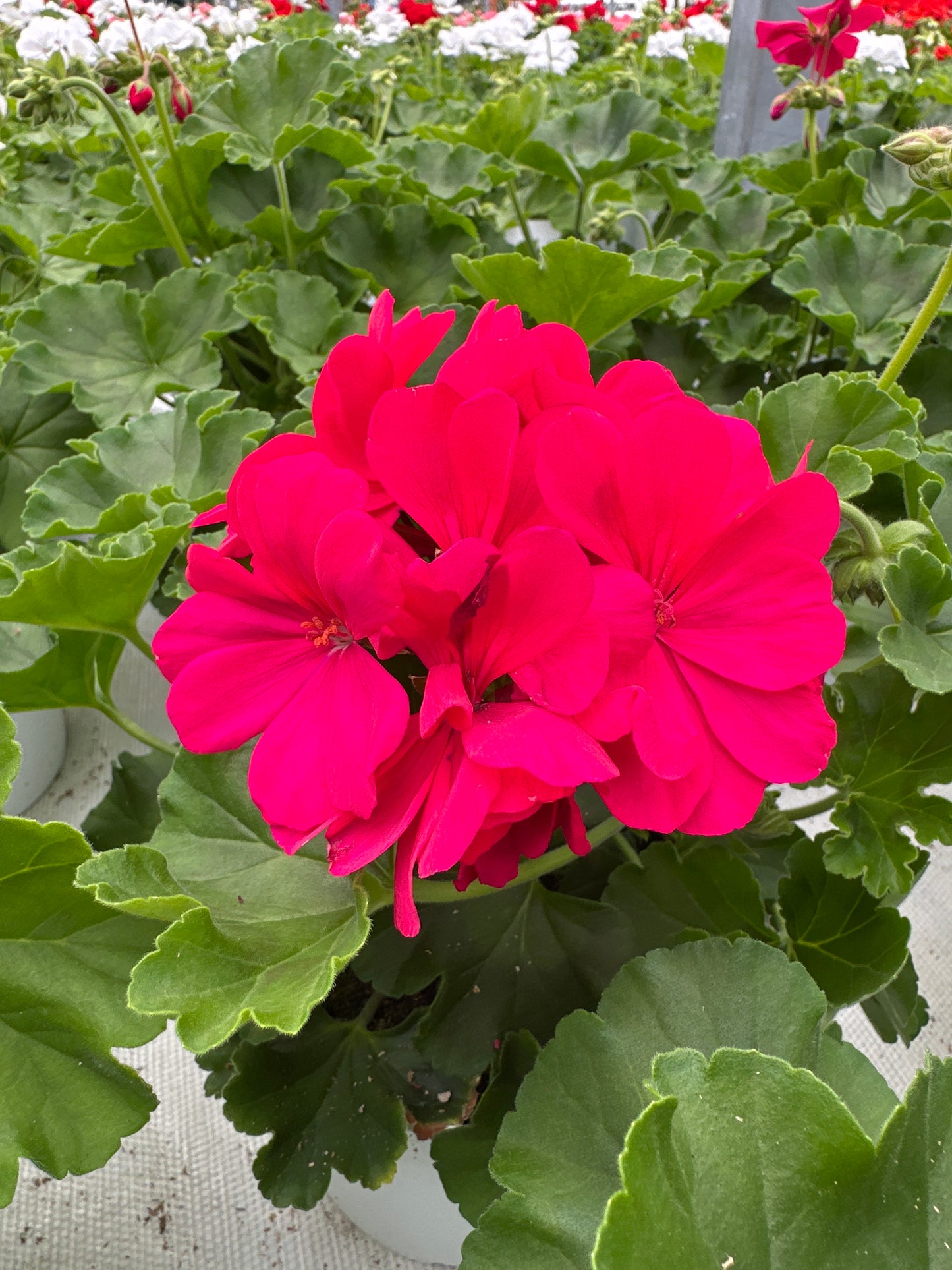 GERANIUM CALLIOPE MEDIUM HOT PINK - 6.5" Pot