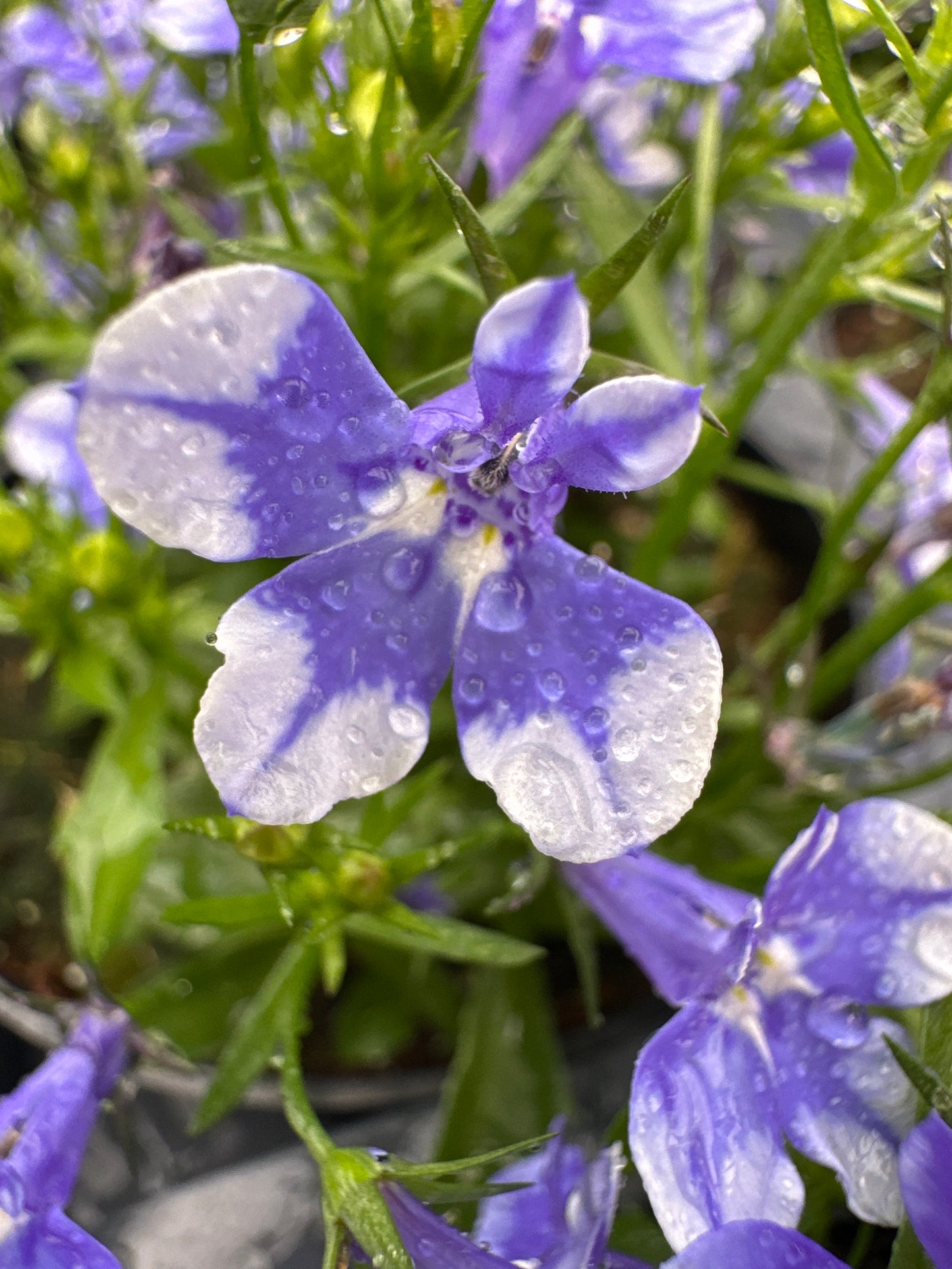 LOBELIA MAGADI COMPACT BLUE BAY - 4&quot; POT
