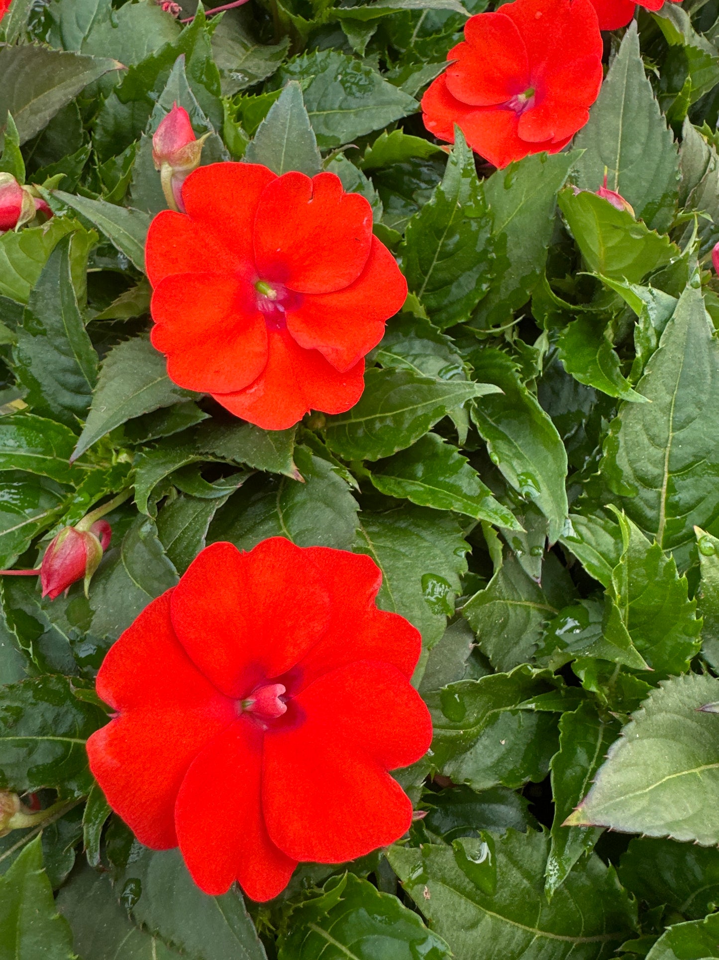 SUNPATIENS COMPACT ELECTRIC ORANGE - 4" POT