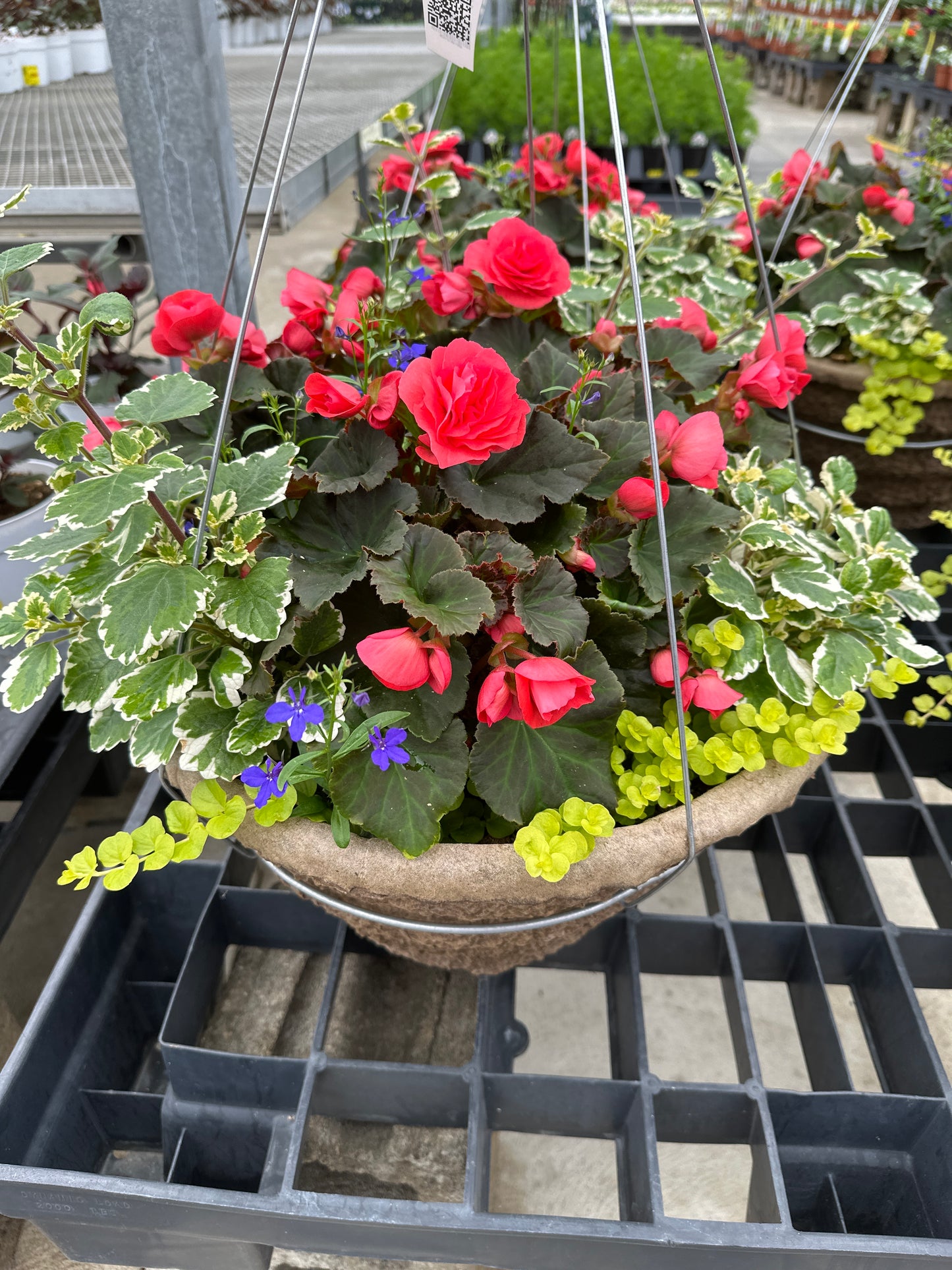 BASKET #1 - 16'' HANGING BASKET