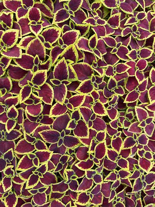 COLEUS WIZARD SCARLET - FLAT OF 48 PLANTS