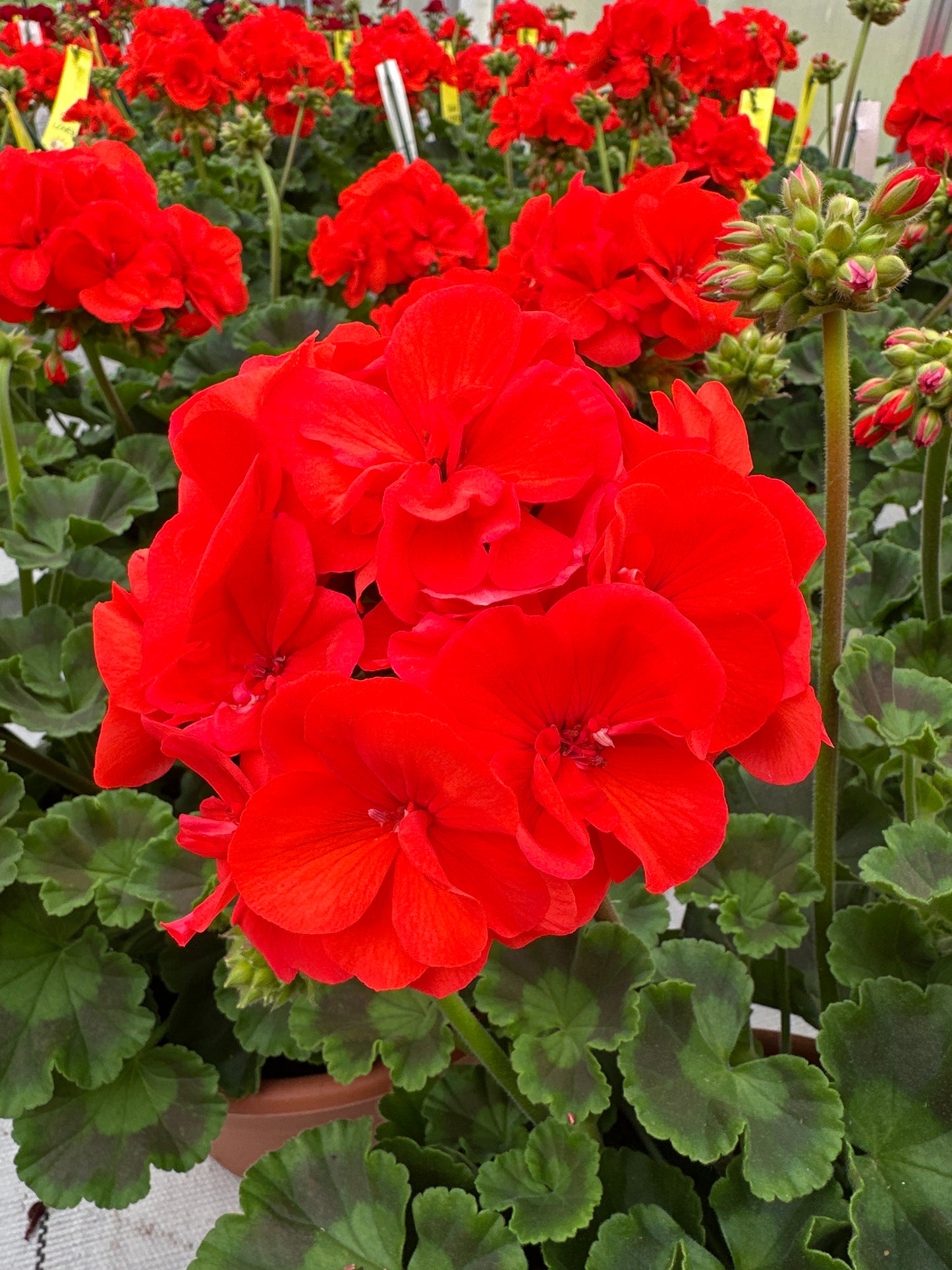 GERANIUM DYNAMO ORANGE - 8" POT