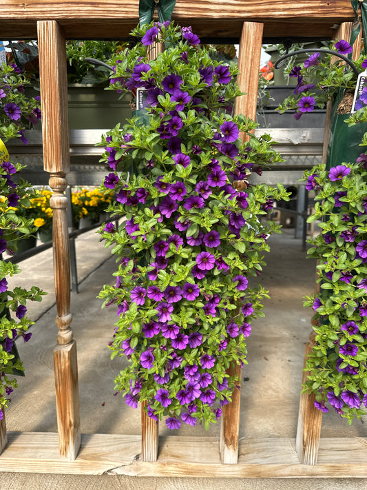 CALIBRACHOA CABARET DEEP BLUE - FLOWER BAG