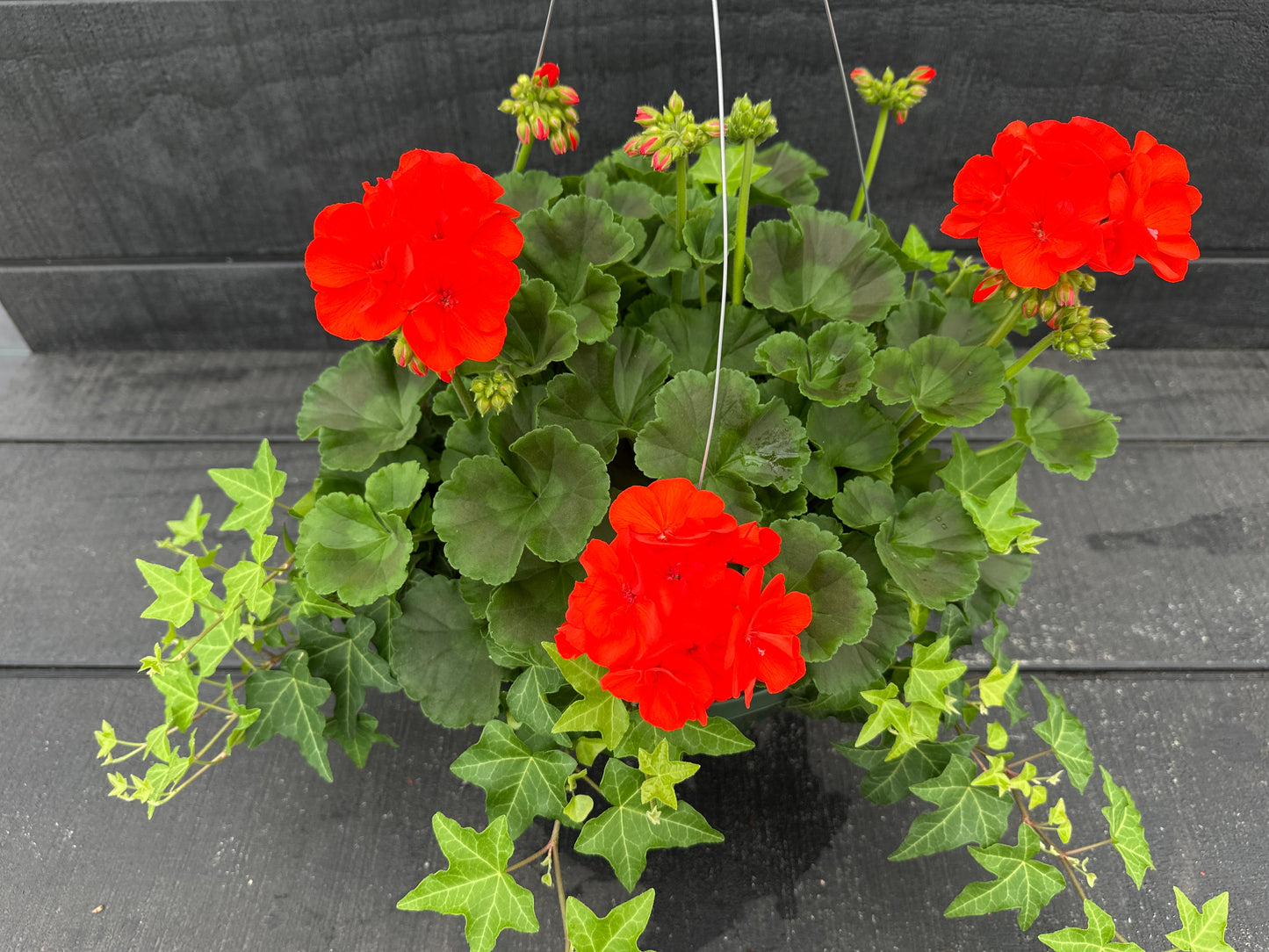 BASKET #47 - 10'' HANGING BASKET