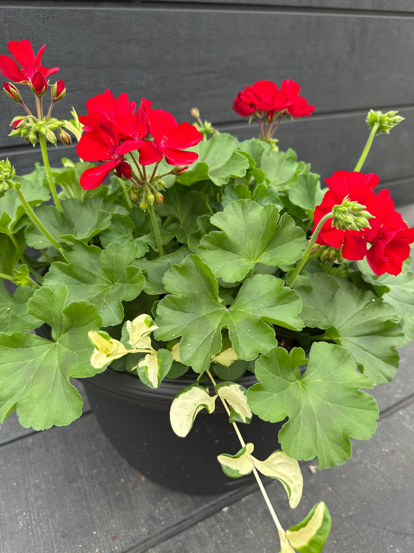 COMBO #15 - 12'' POT