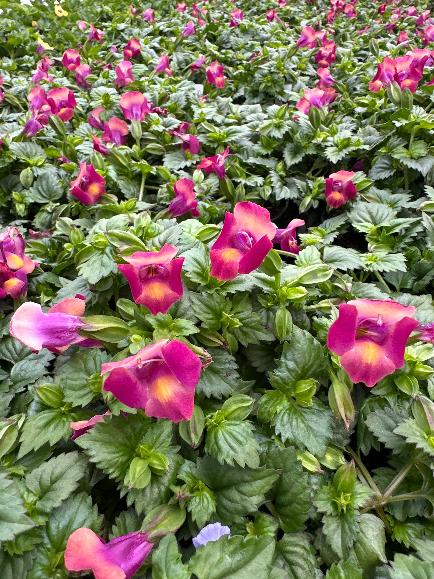 TORENIA MOON MAGENTA - 4" POT