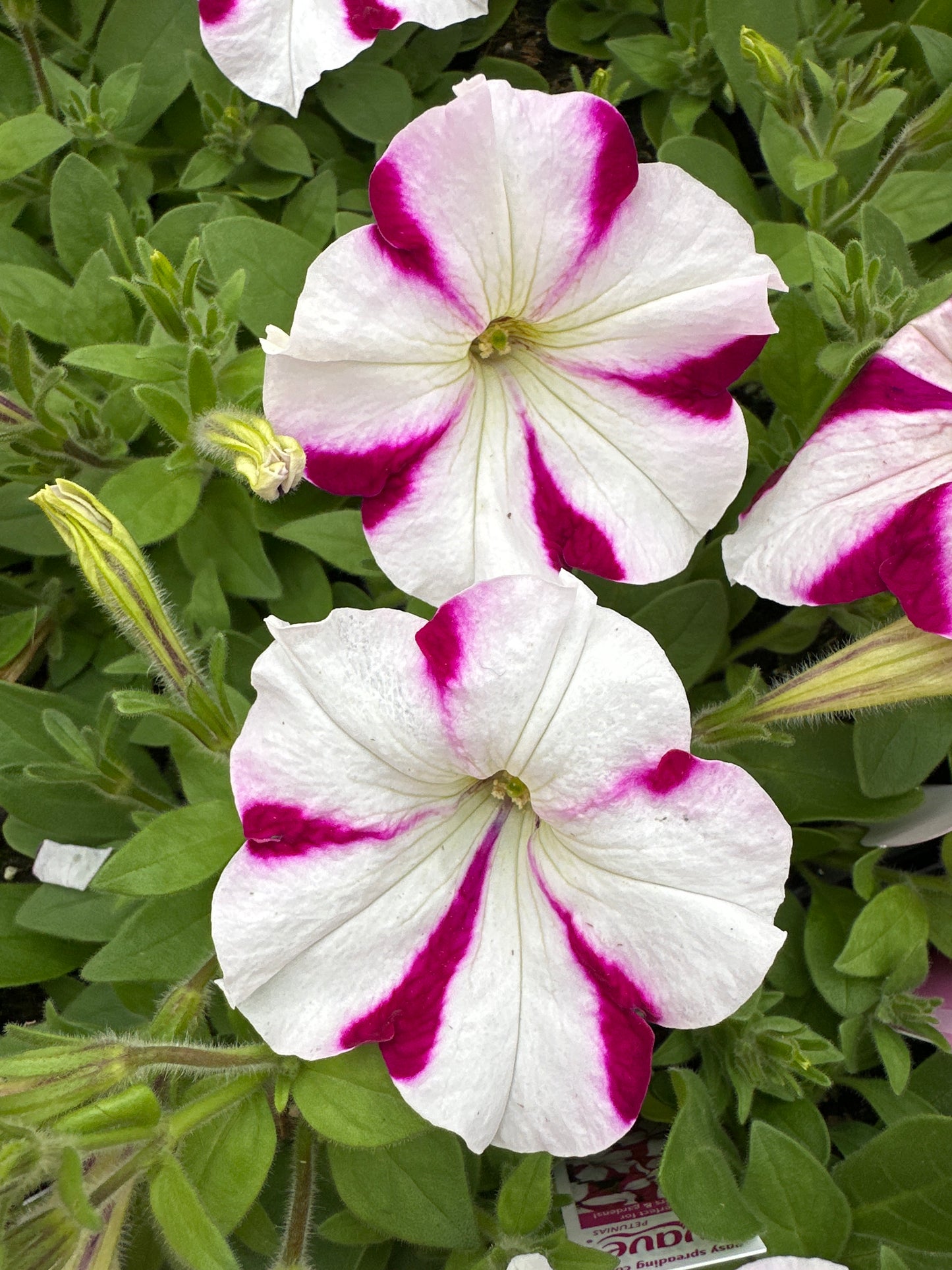 PETUNIA EASY WAVE BURGUNDY STAR - JUMBO 6 PACK