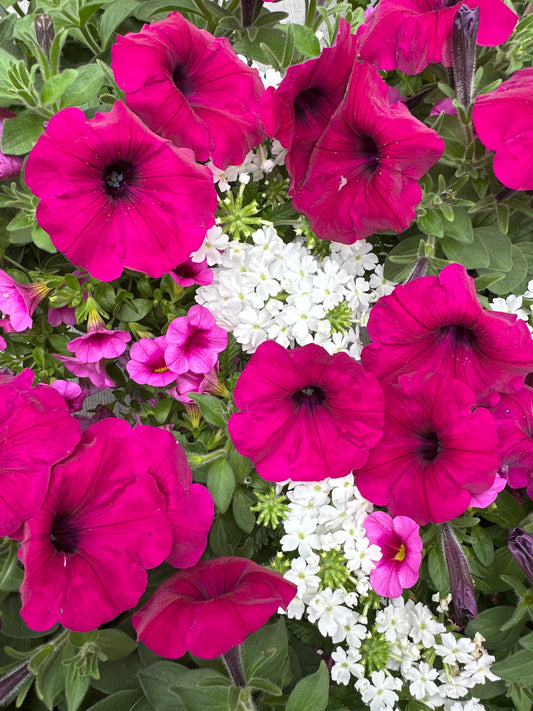 COMBO IN A JAM - 6" POT