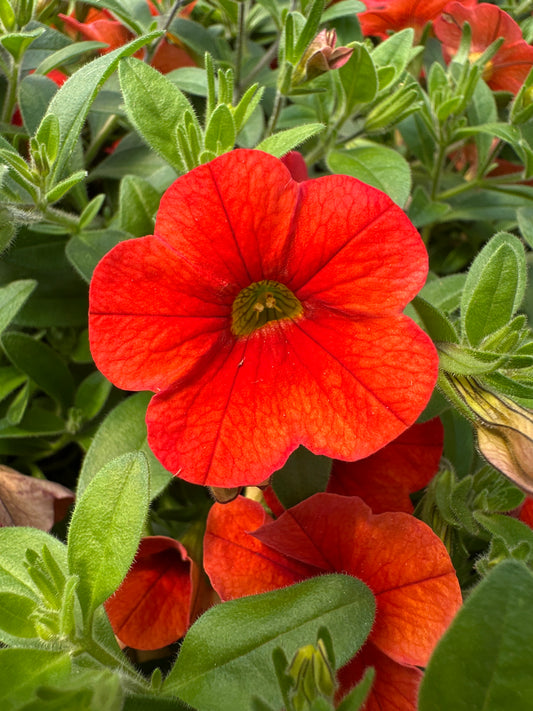 CALIBRACHOA MINIFAMOUS NEO DEEP ORANGE - JUMBO 6 PACK