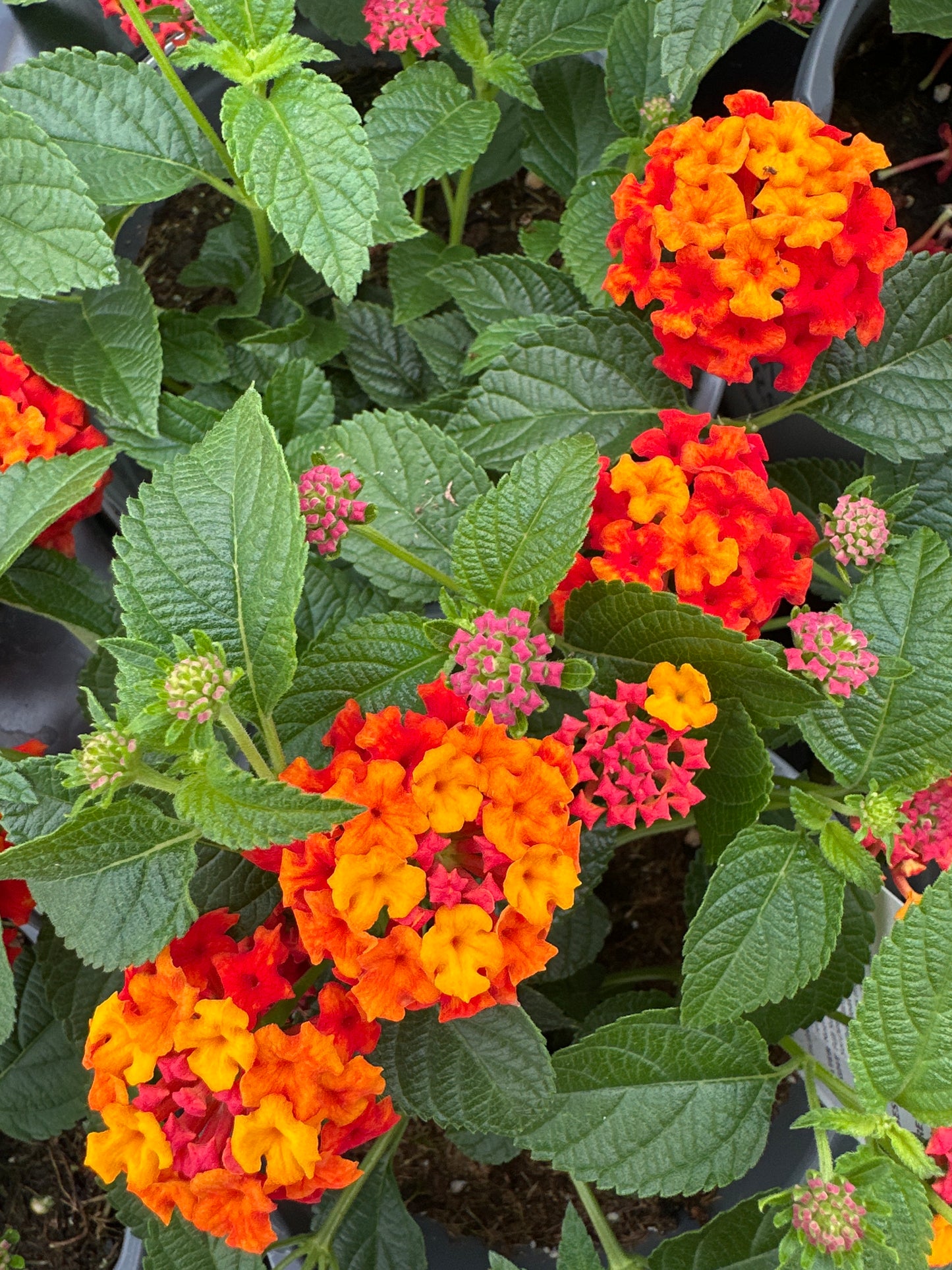LANTANA LUSCIOUS CITRUS BLEND - QUART POT