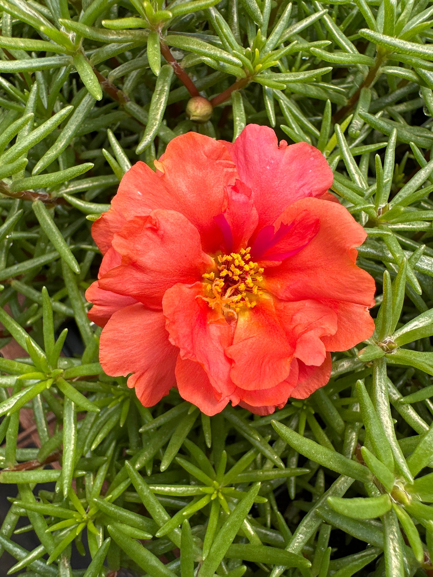 PORTULACA HAPPY HOUR ORANGE - FLAT OF 48 PLANTS