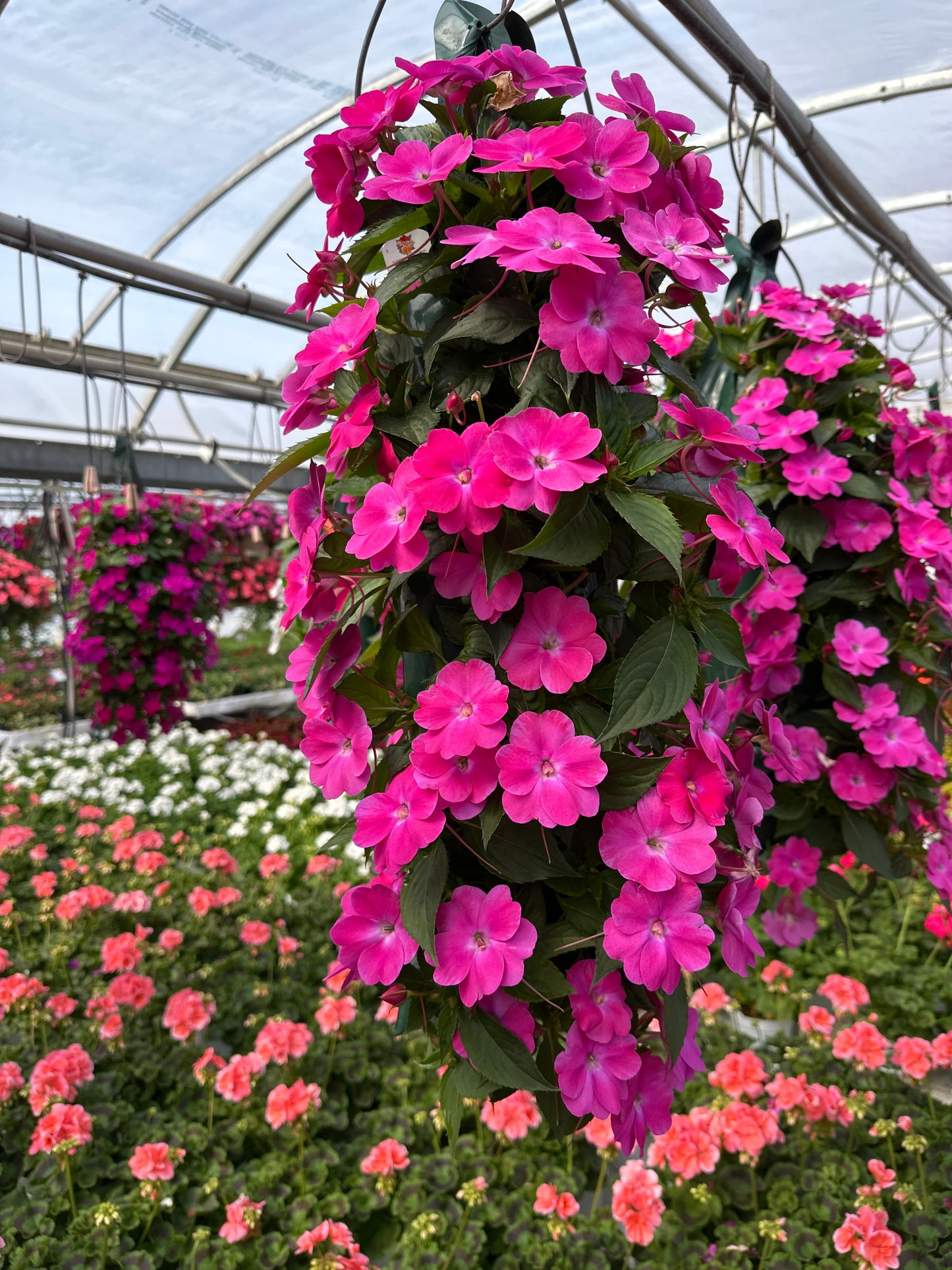 SUNPATIENS COMPACT HOT PINK - FLOWER BAG