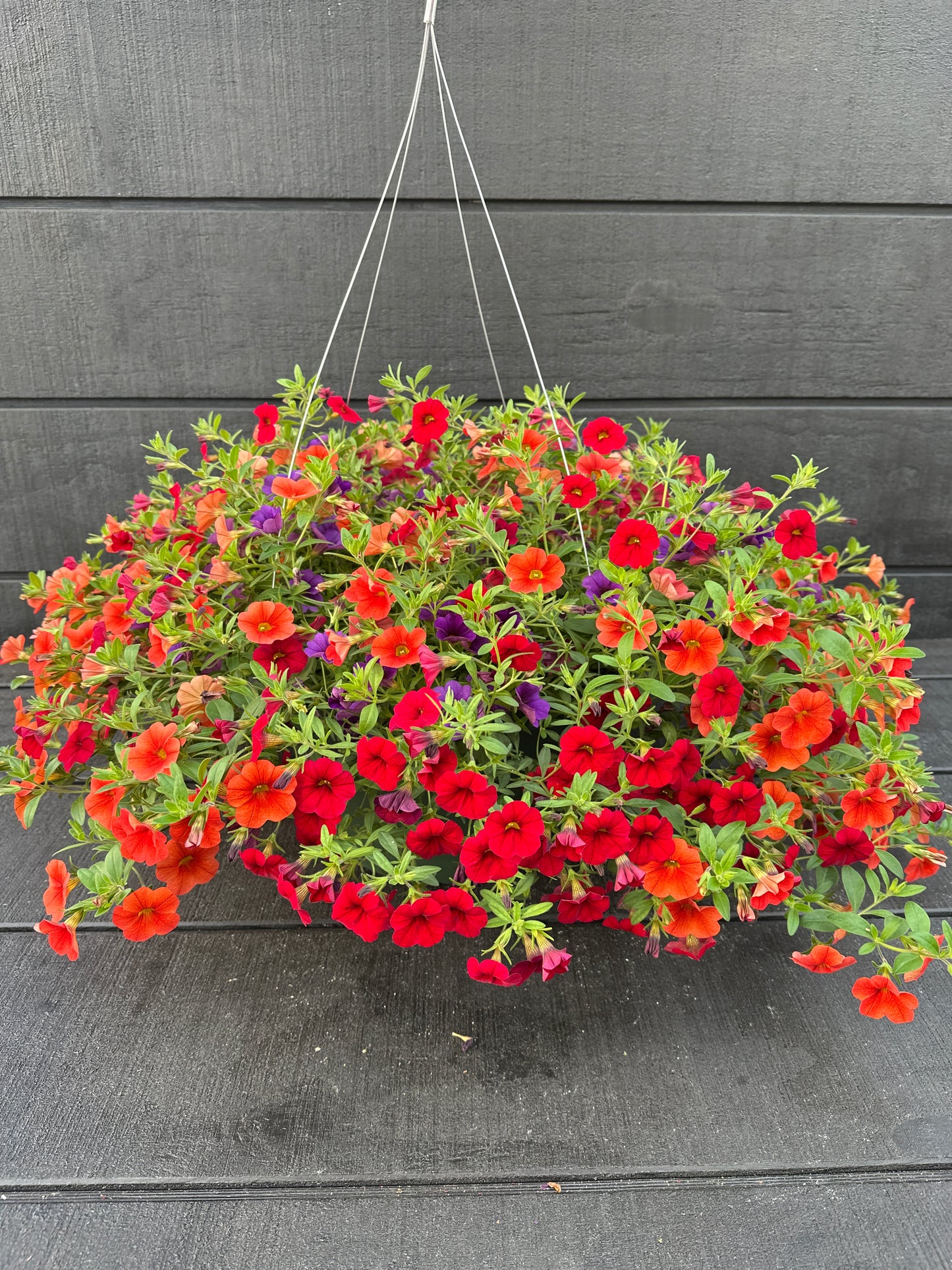 BASKET #89 - 12" HANGING BASKET