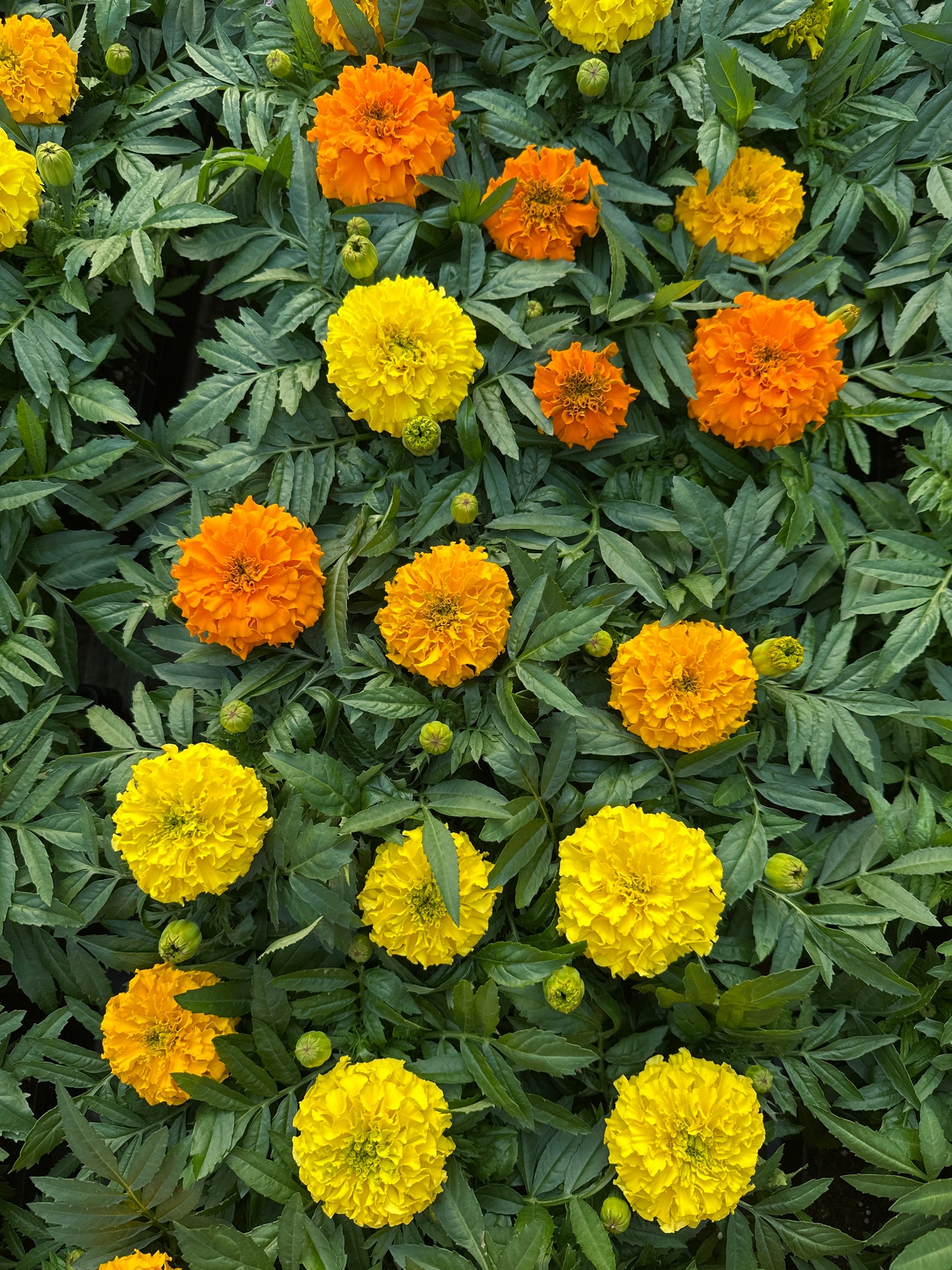 MARIGOLD TAISHAN MIX - JUMBO 6 PACK