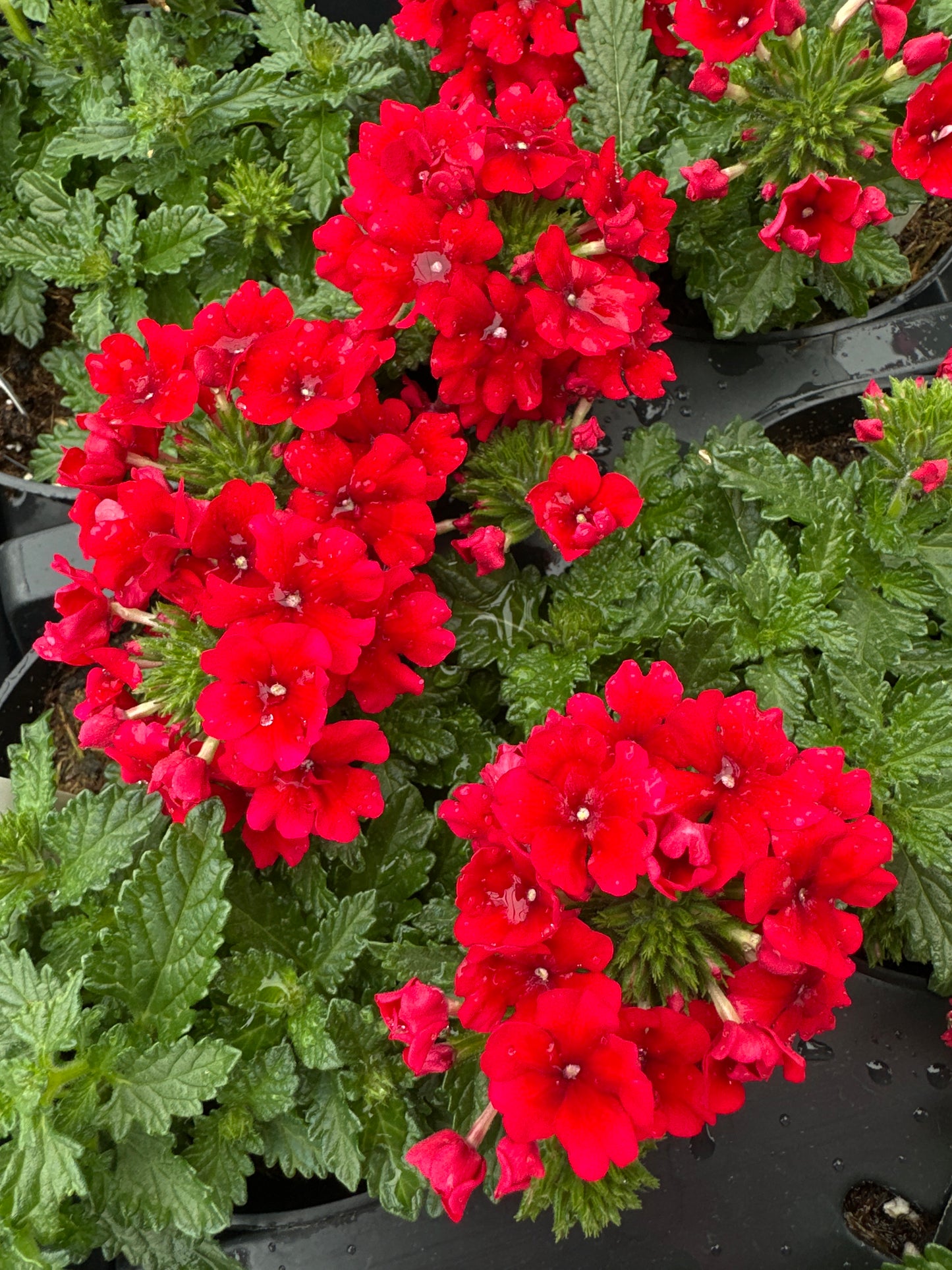 VERBENA EMPRESS SUN RED - 4" POT