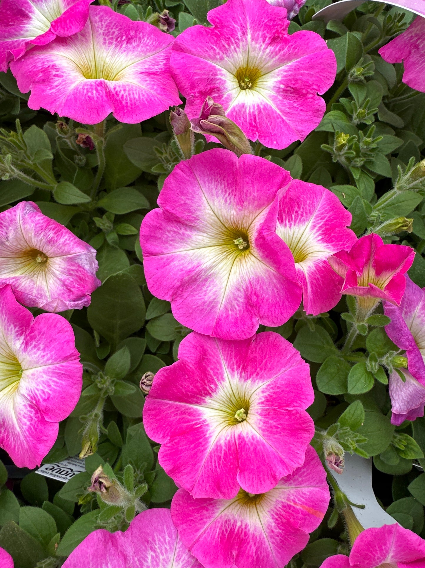 PETUNIA EASY WAVE ROSE MORN - JUMBO 6 PACK