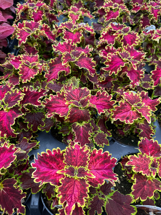 COLEUS SOLAR FLARE - 4" POT