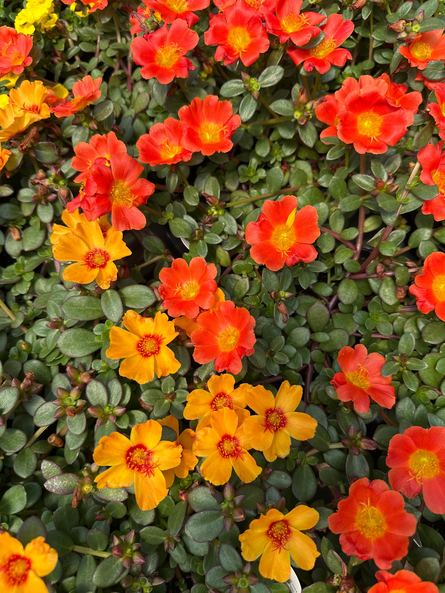 PORTULACA MEGA PAZZAZ ORANGE - 4" POT