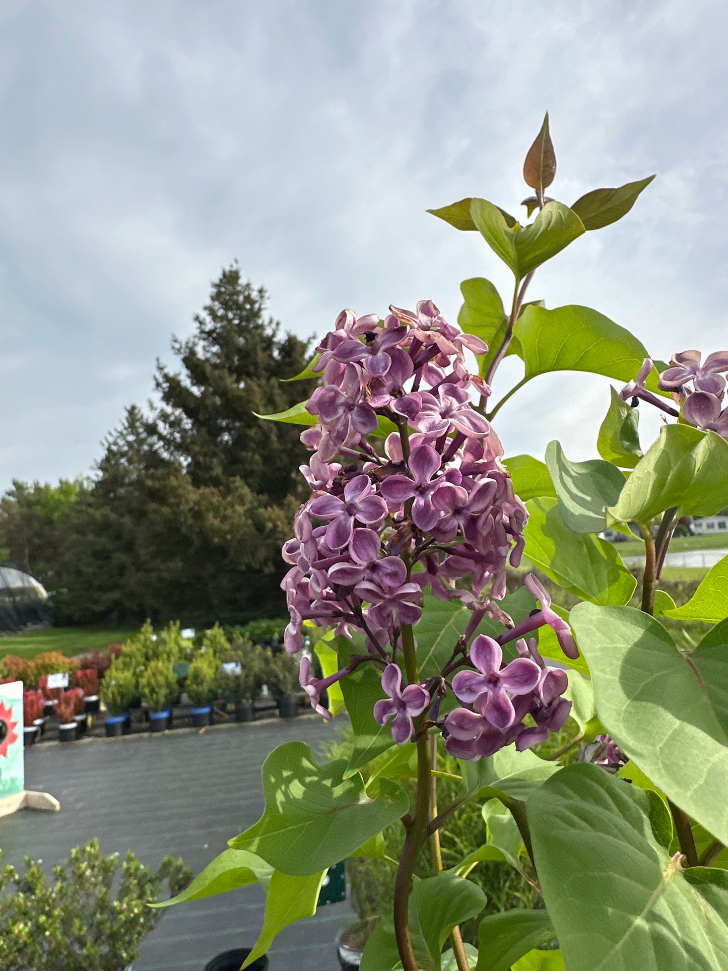 SYRINGA 'DECLARATION'