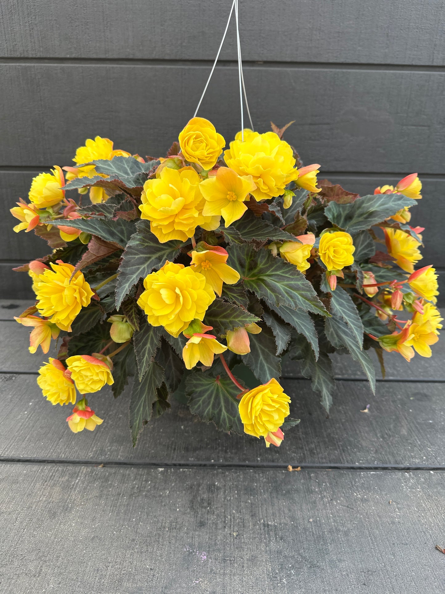 BEGONIA ICONIA PORTOFINO YELLOW - 10'' HANGING BASKET