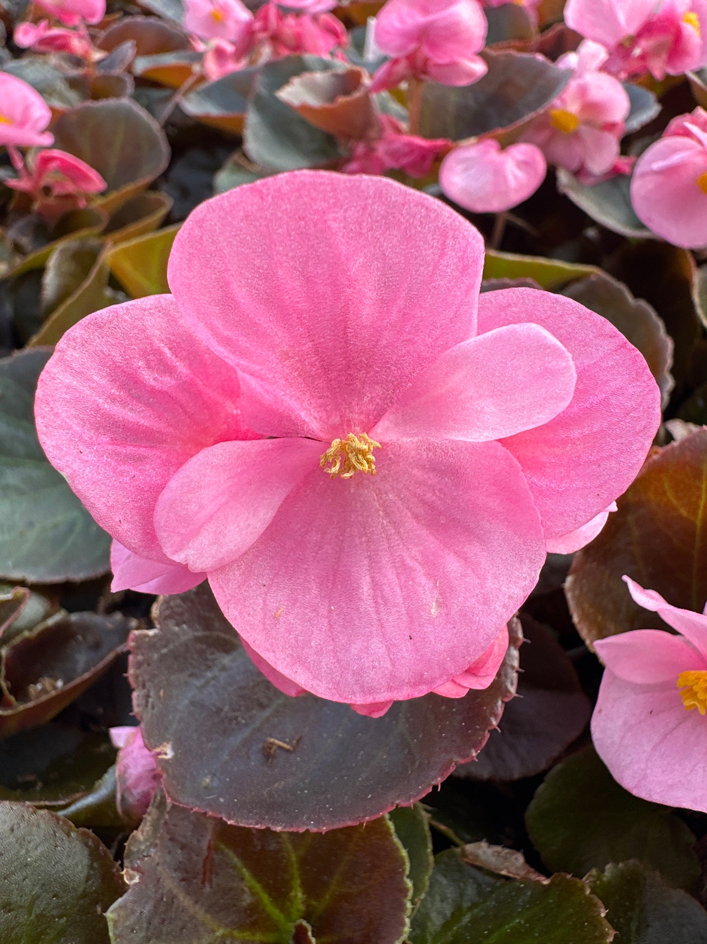 BEGONIA BADA BOOM PINK - FLAT OF 48 PLANTS