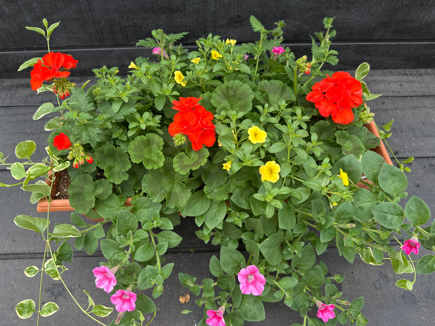 COMBO #33 - 24" WINDOW BOX