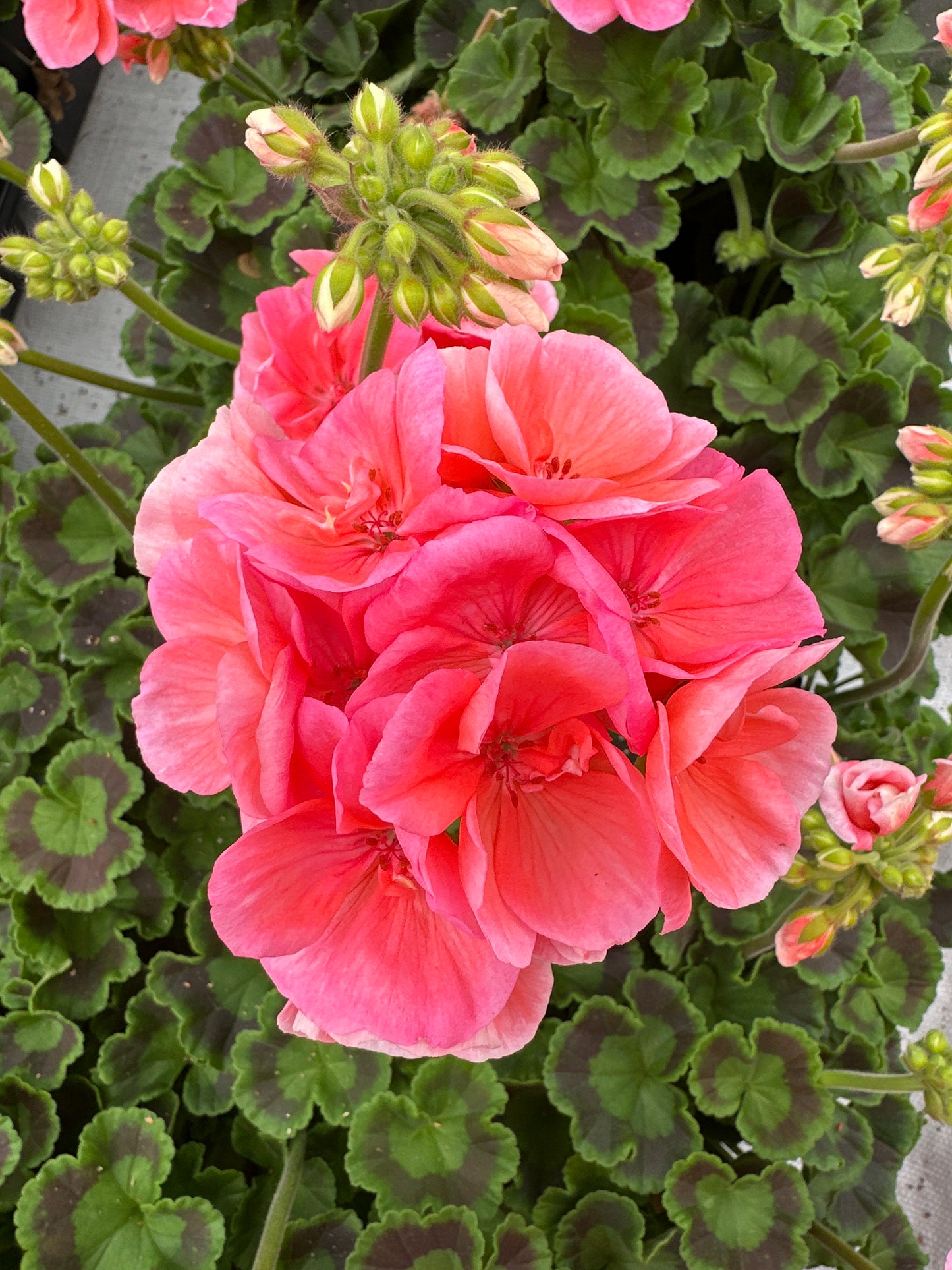 GERANIUM DYNAMO SALMON - 4" POT