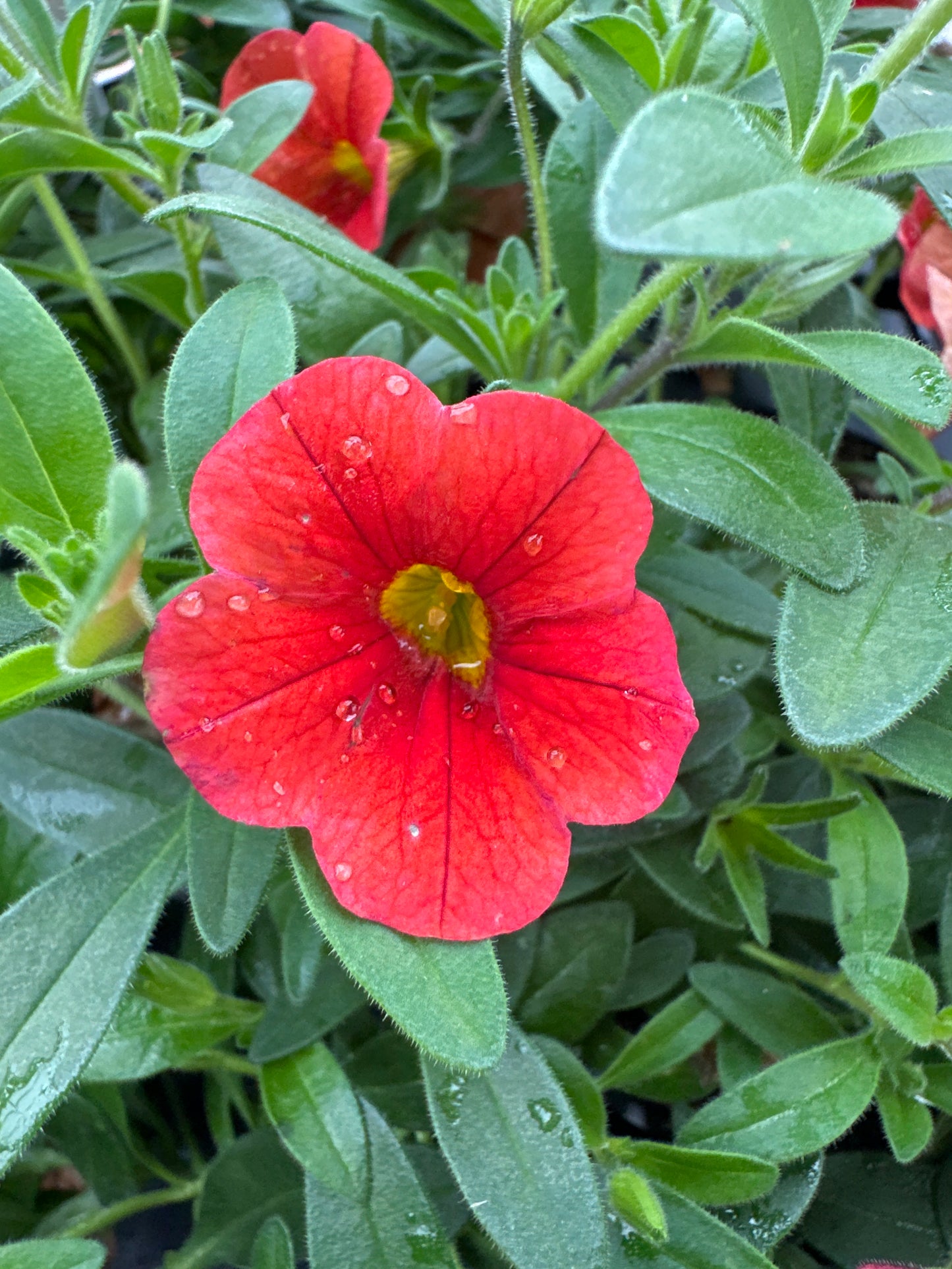 CALIBRACHOA MINIFAMOUS NEO DEEP ORANGE - 4" POT