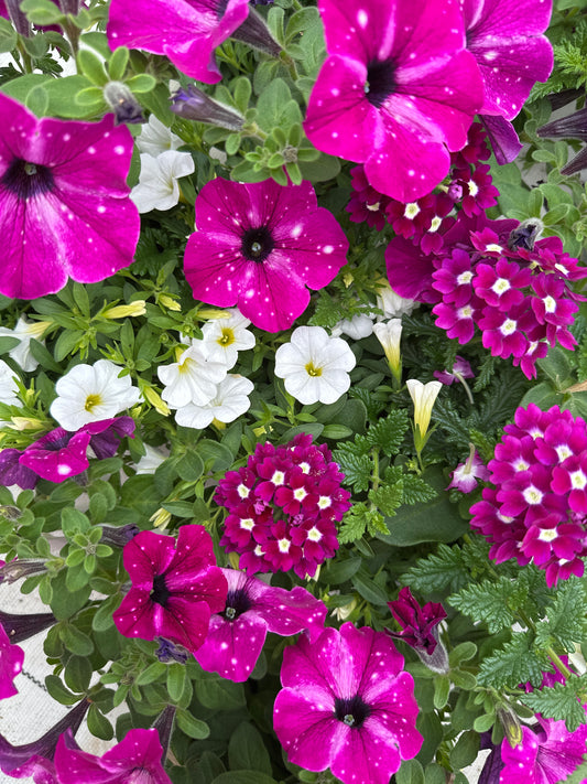 COMBO ENCHANTED EVENING - 6" POT