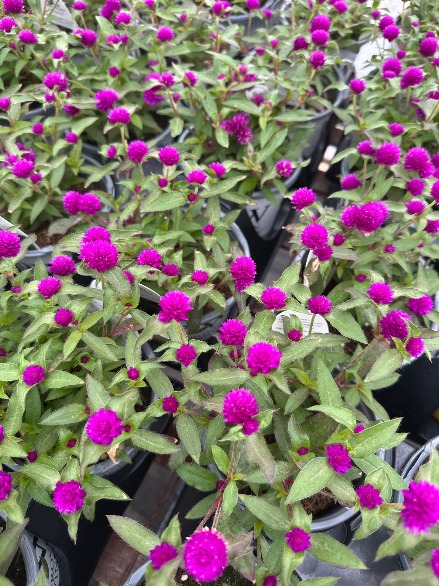 GOMPHRENA LIL FOREST PURPLE - QUART POT