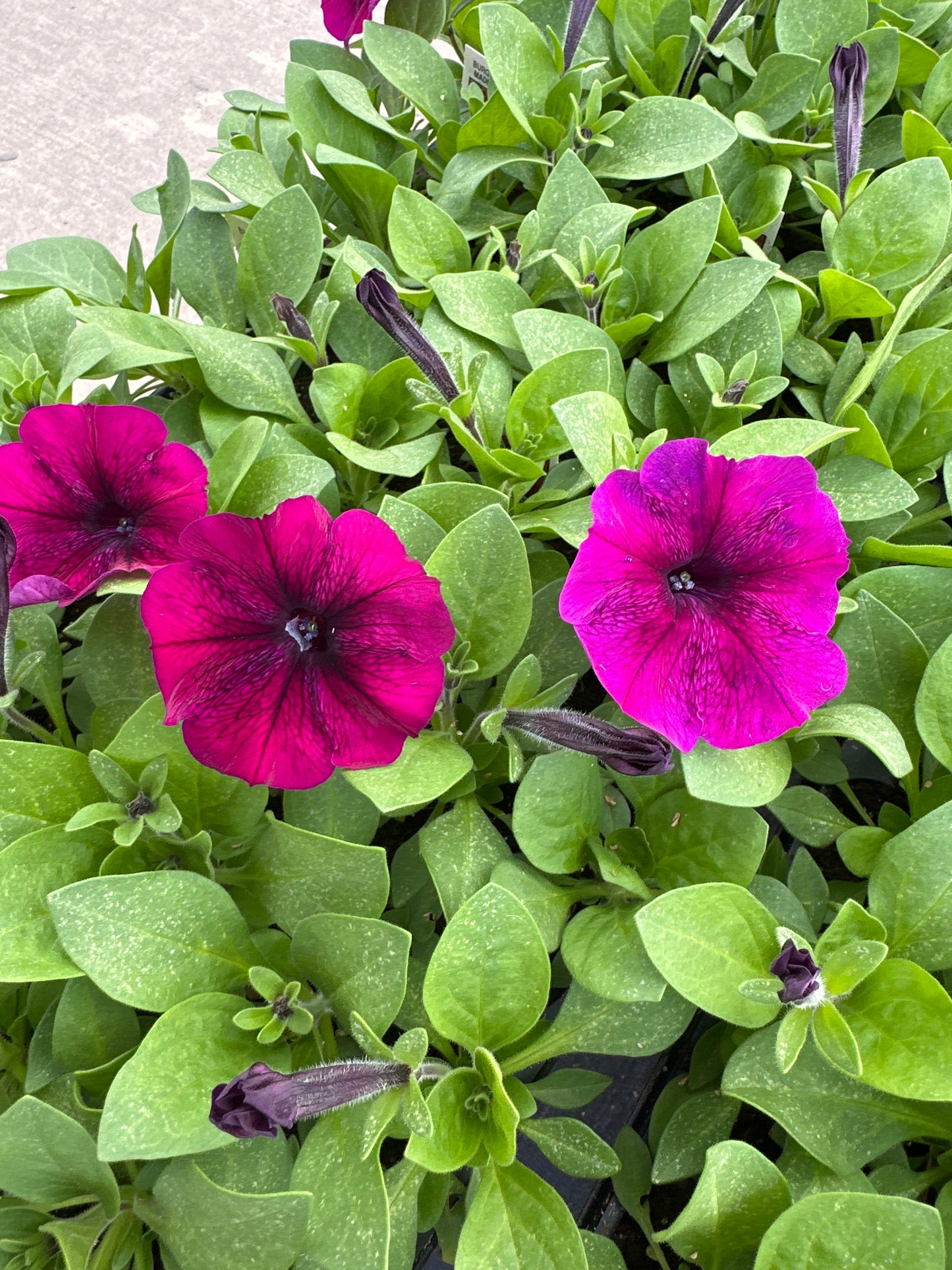 PETUNIA MADNESS BURGUNDY - FLAT OF 48 PLANTS