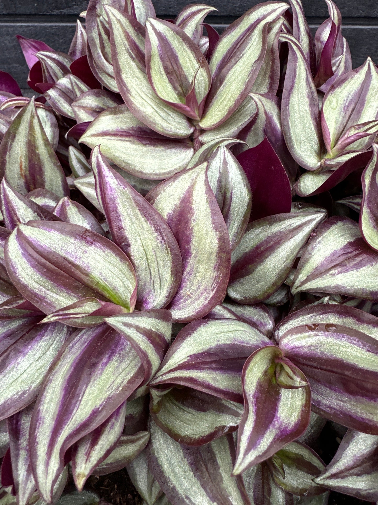 TRADESCANTIA ZEBRINA PURPLE VARIEGATED - 10" HANGING BASKET