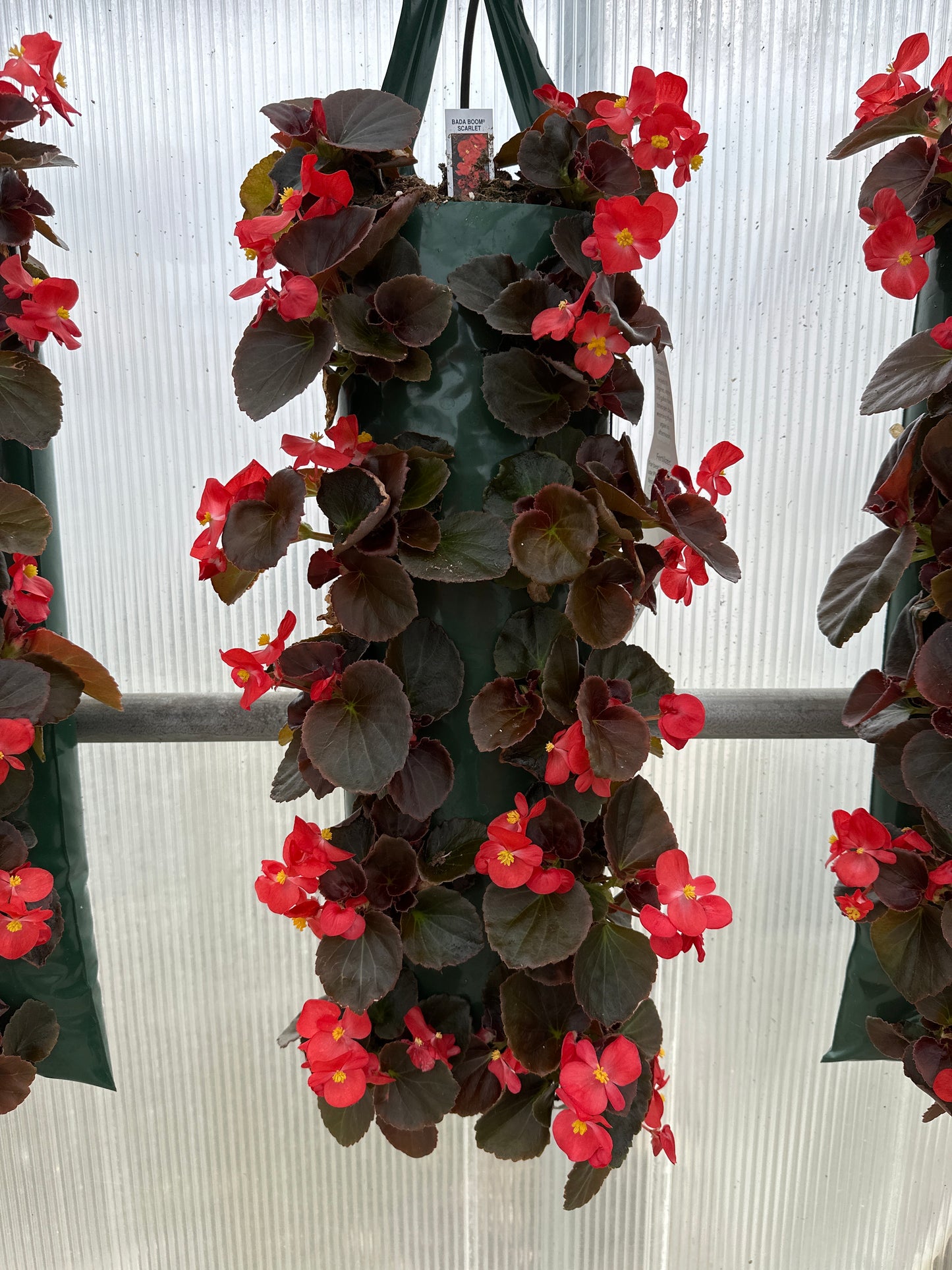 BEGONIA BADA BOOM SCARLET - FLOWER BAG